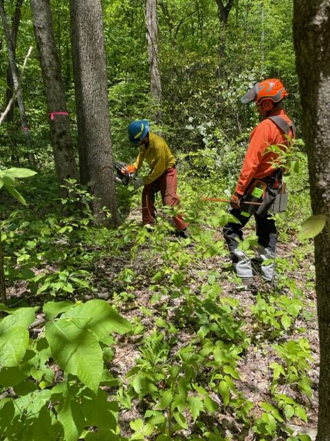 two trail workers marking trees and cutting branches in the woods