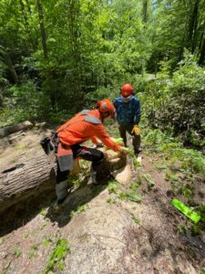 two trail workers working on the 12 inch stump of a freshly cut tree
